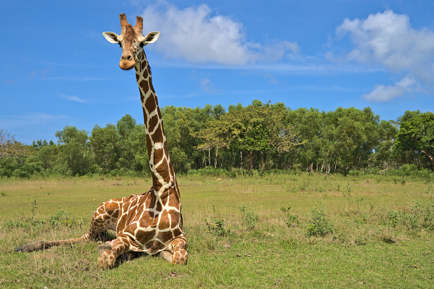 Giraffe on Calauit Island in the safari park